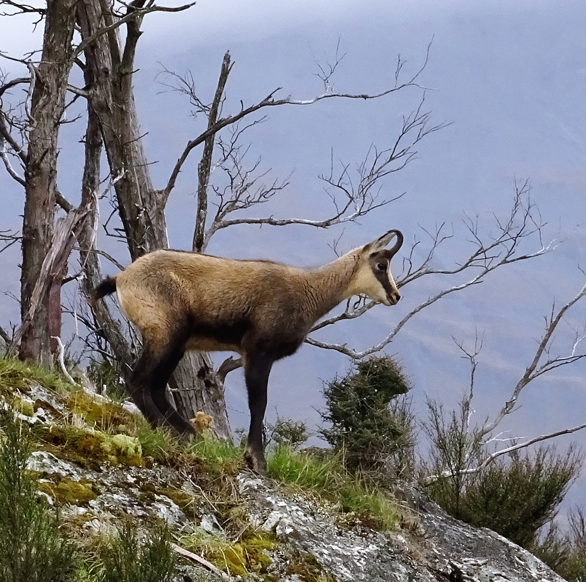 chamois on a ridge new zealand