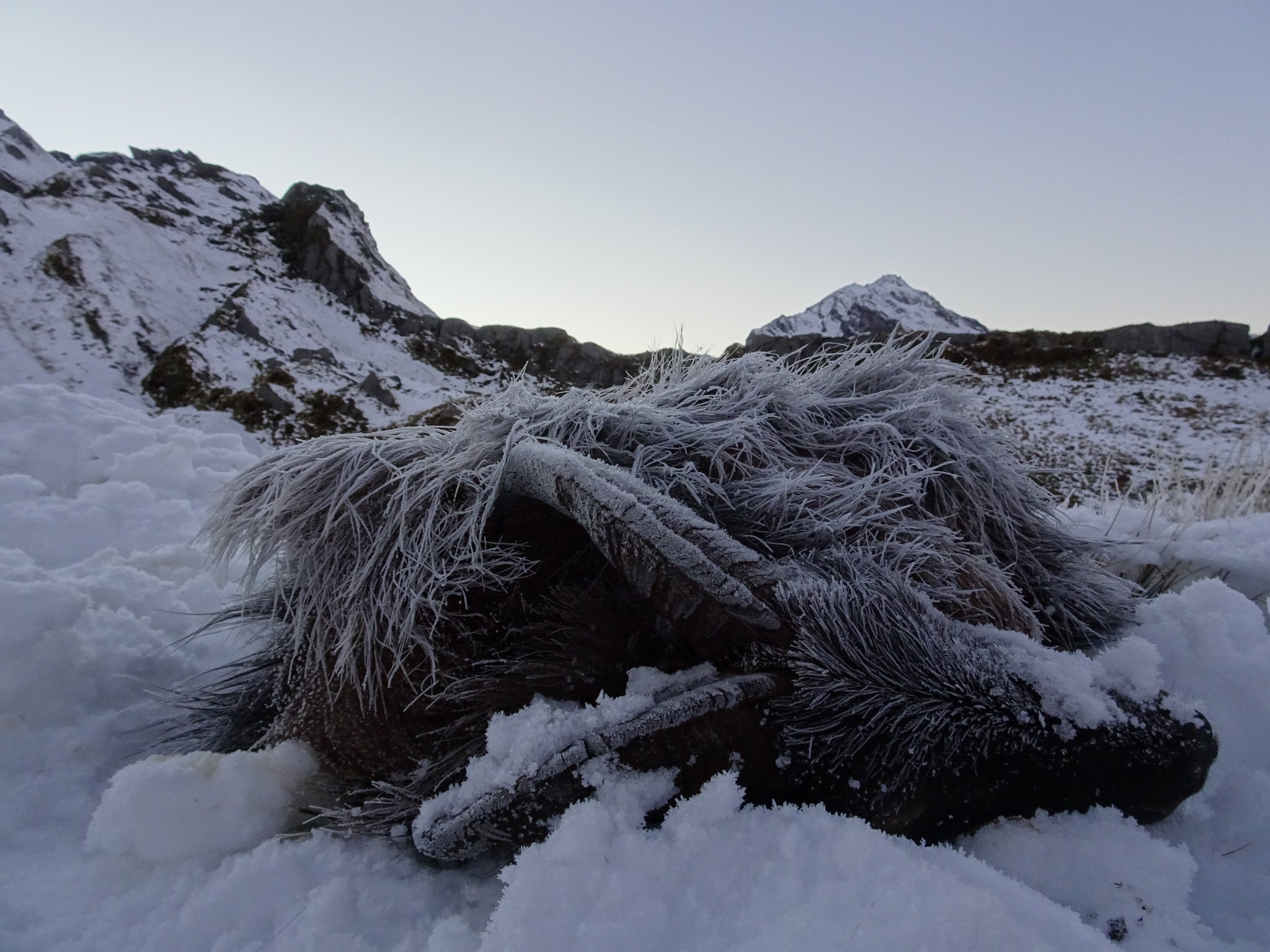 tahr frozen morning new zealand first lite