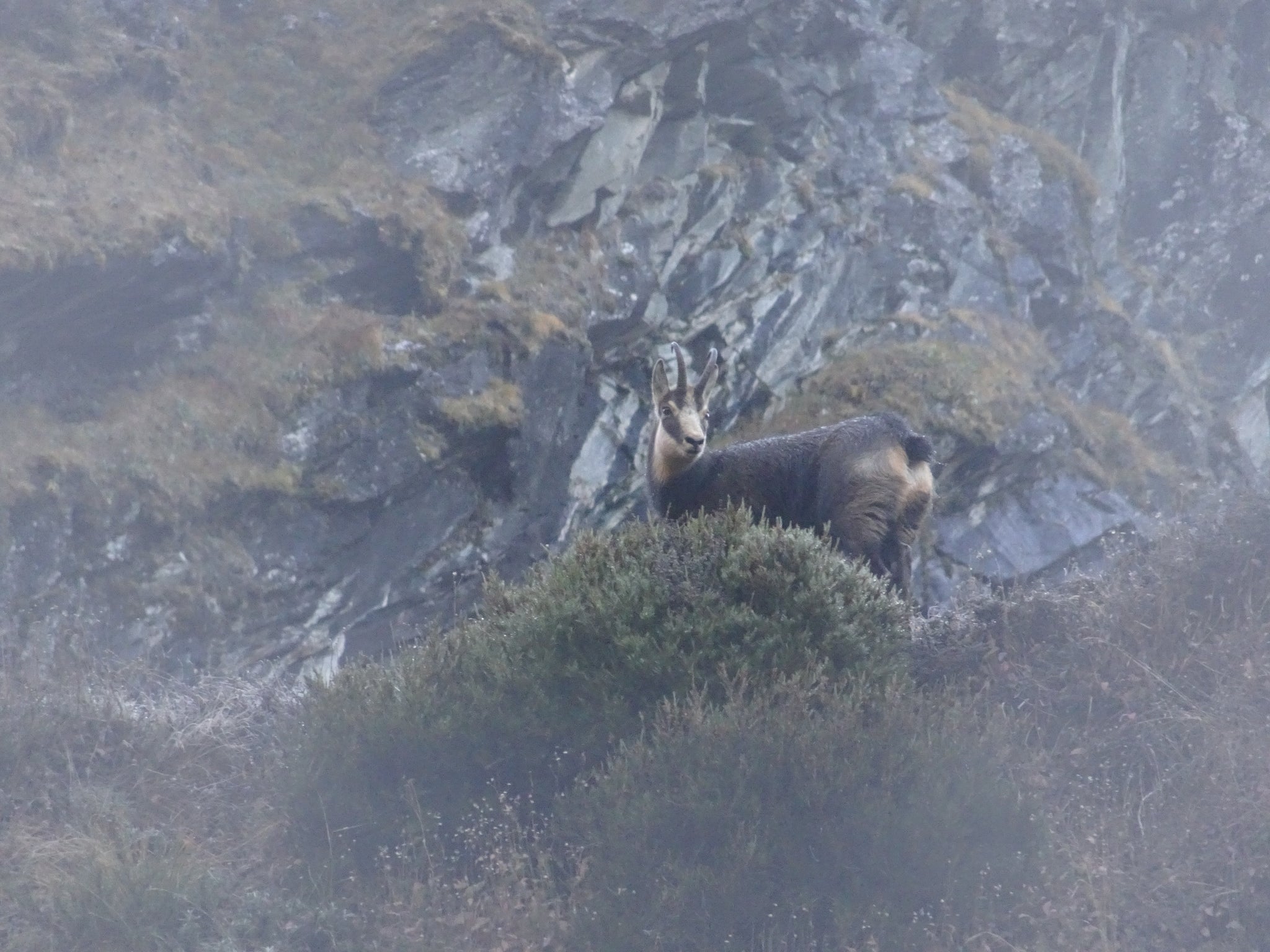 Chamois Buck New Zealand