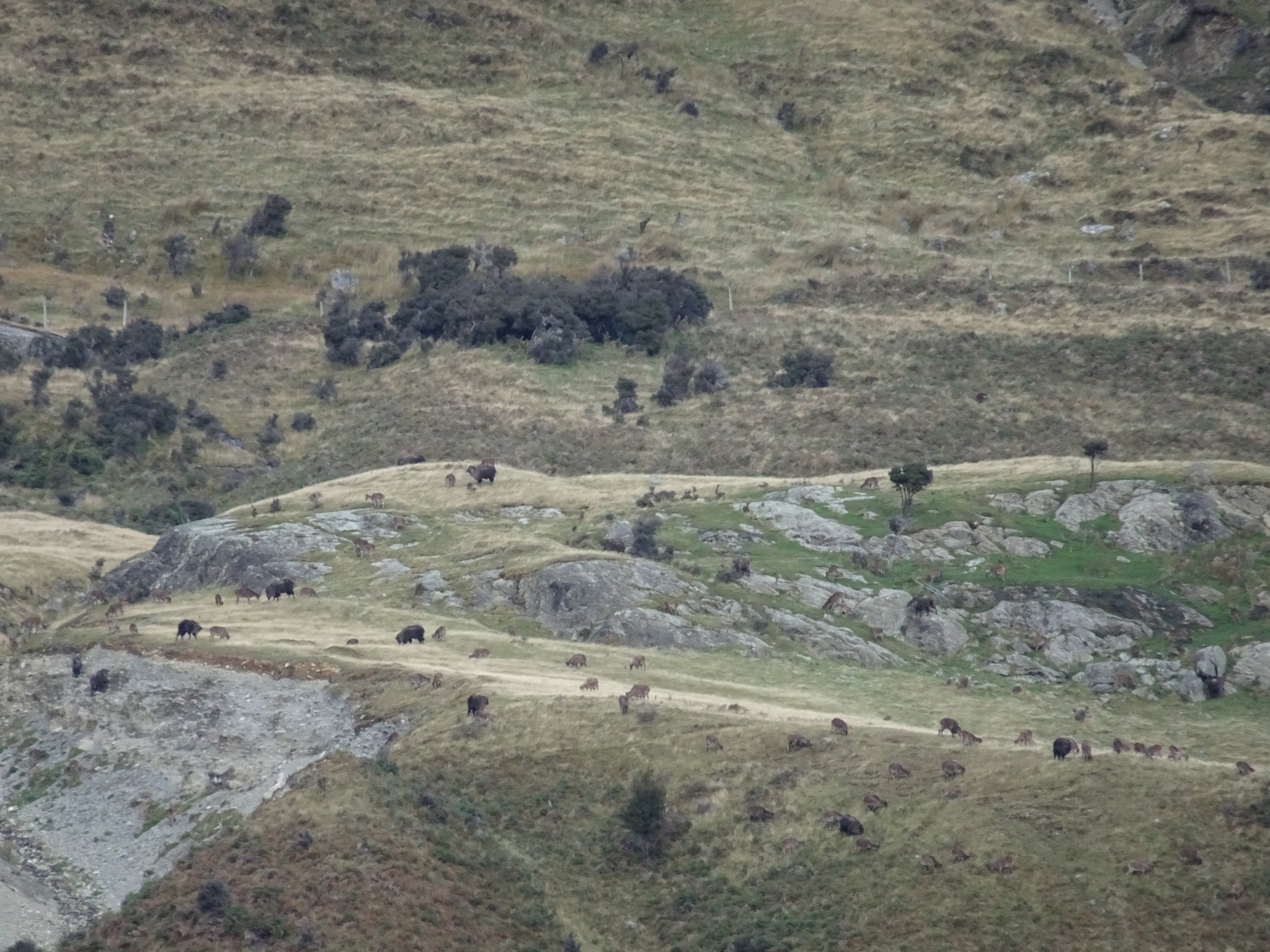 Herd bulls in the rut