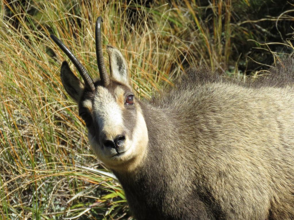 Chamois Shaun Monk