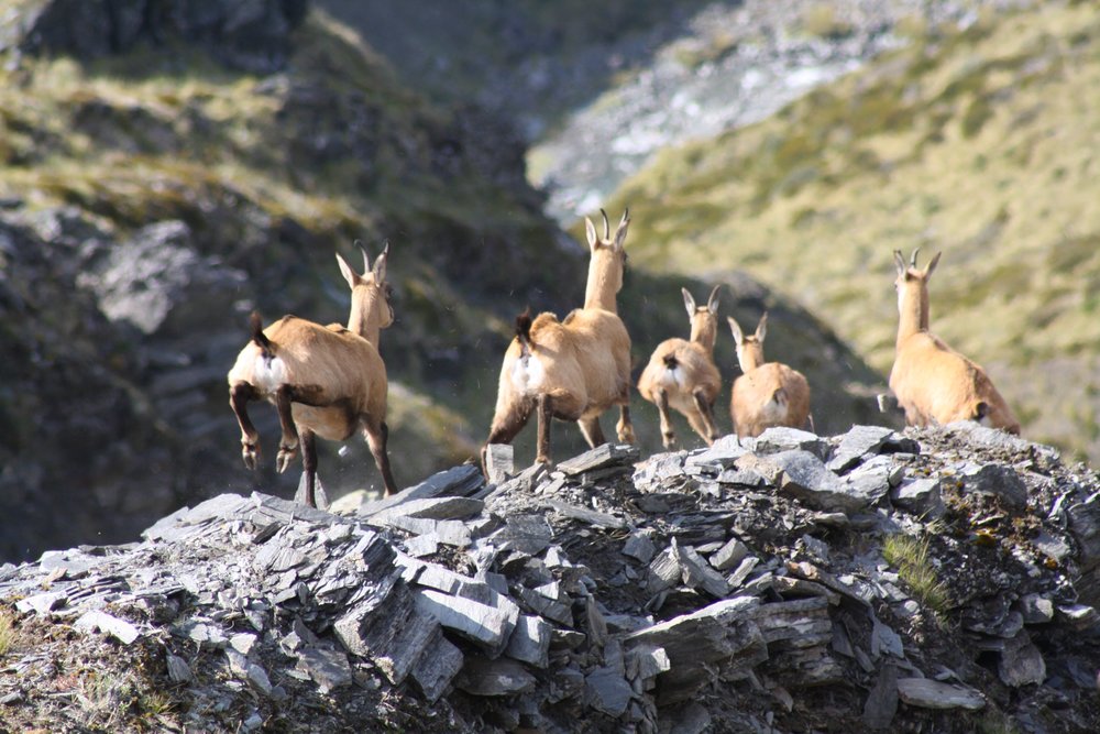 chamois running