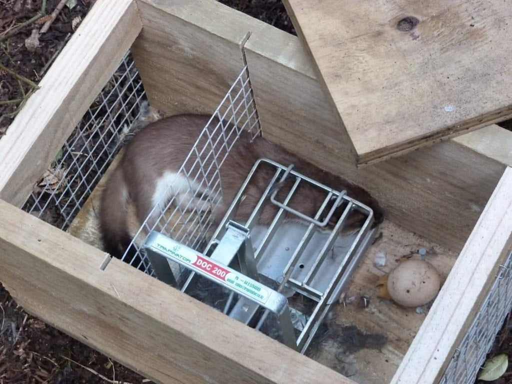 stoat in a trap