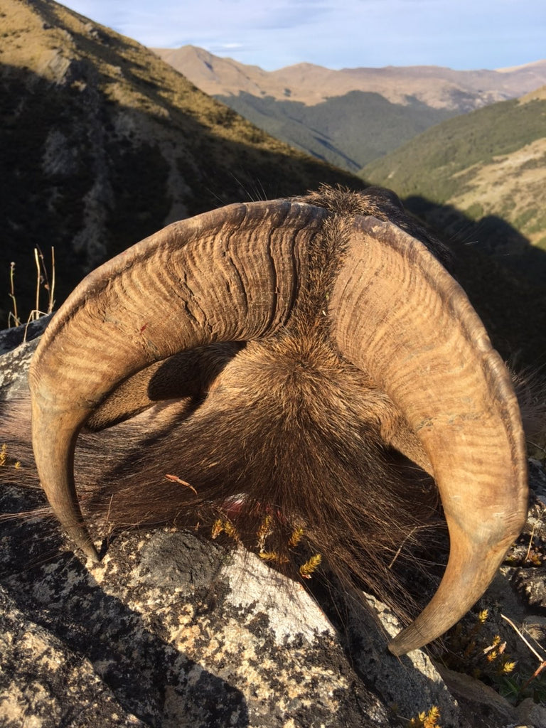 Bull Tahr