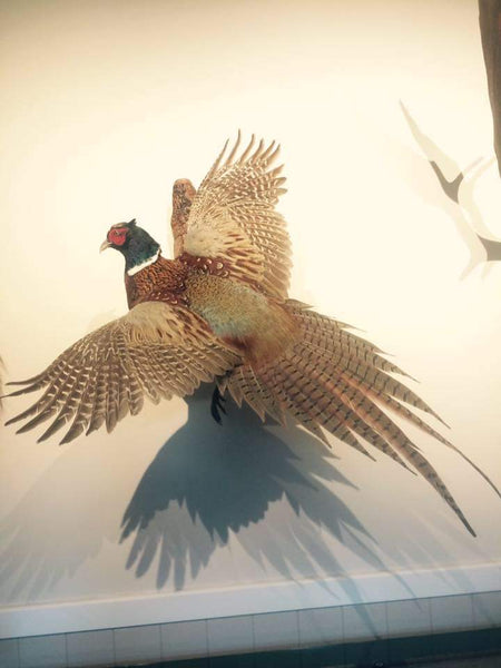 taxidermy pheasant