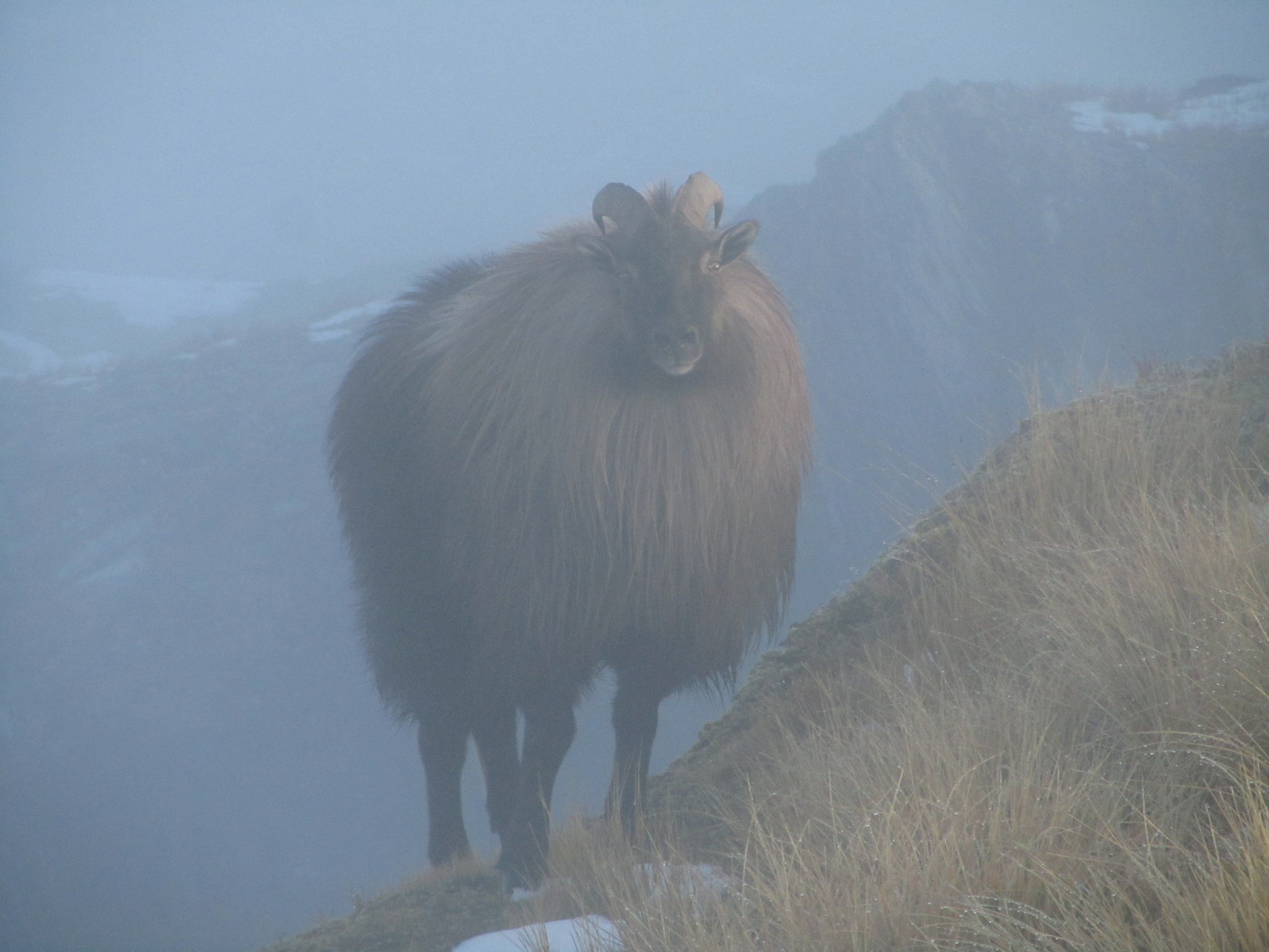 Bull tahr new zealand