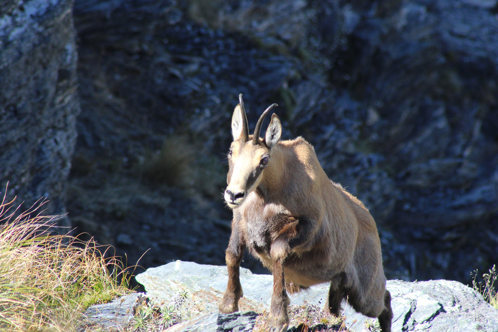 Summer chamois