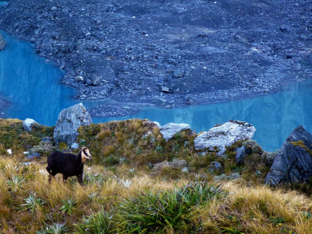 Chamois beside the glacial lake