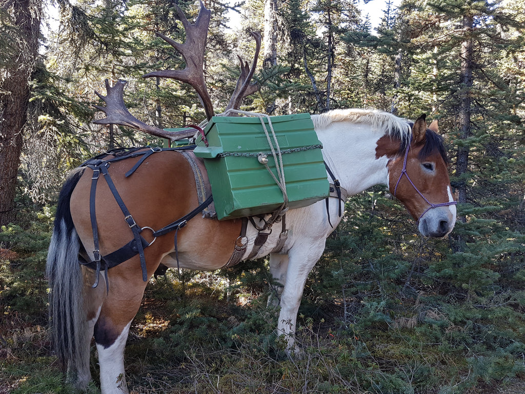 pack-horse-yukon