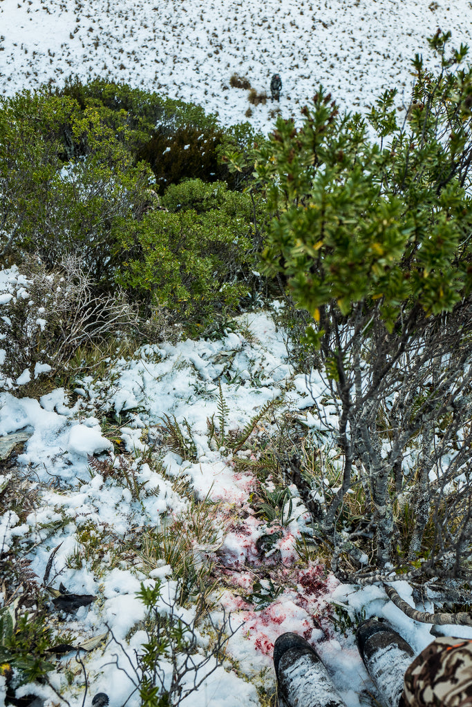 Blood trail in steep country