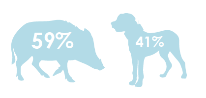 Pig and dog hunting injuries