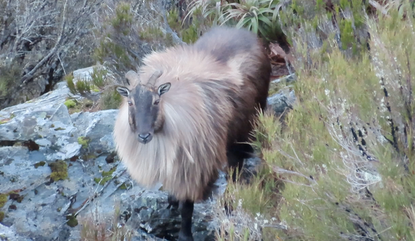 malformed bull tahr