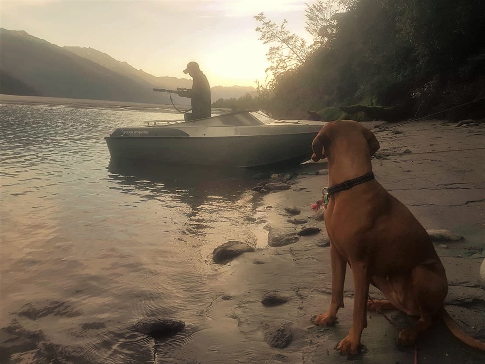 summer meat hunting with a jet boat new zealand