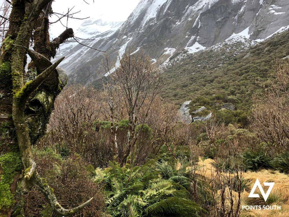 dead bull tahr westland new zealand