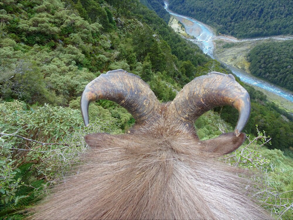 westland tahr hunting new zealand