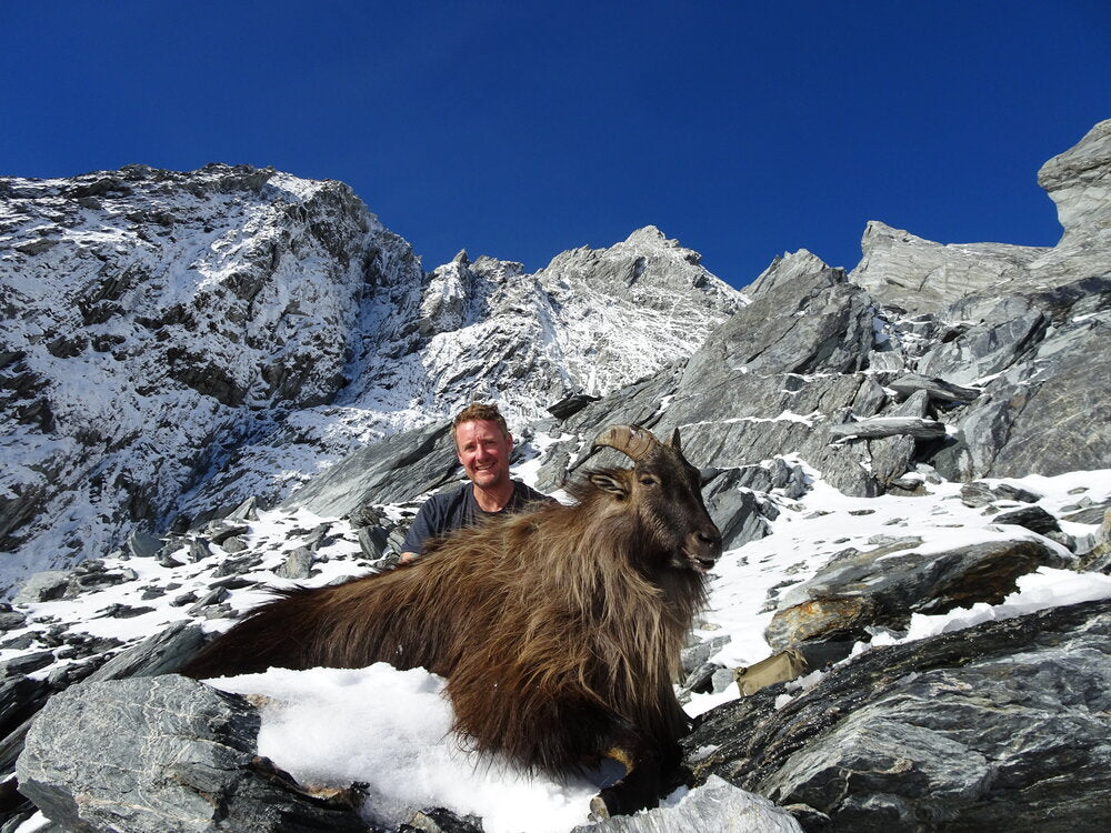 bull tahr in the alpine new zealand