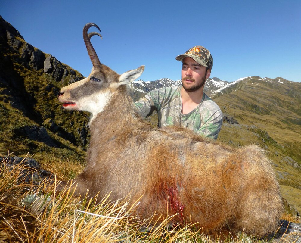 chamois buck new zealand first lite