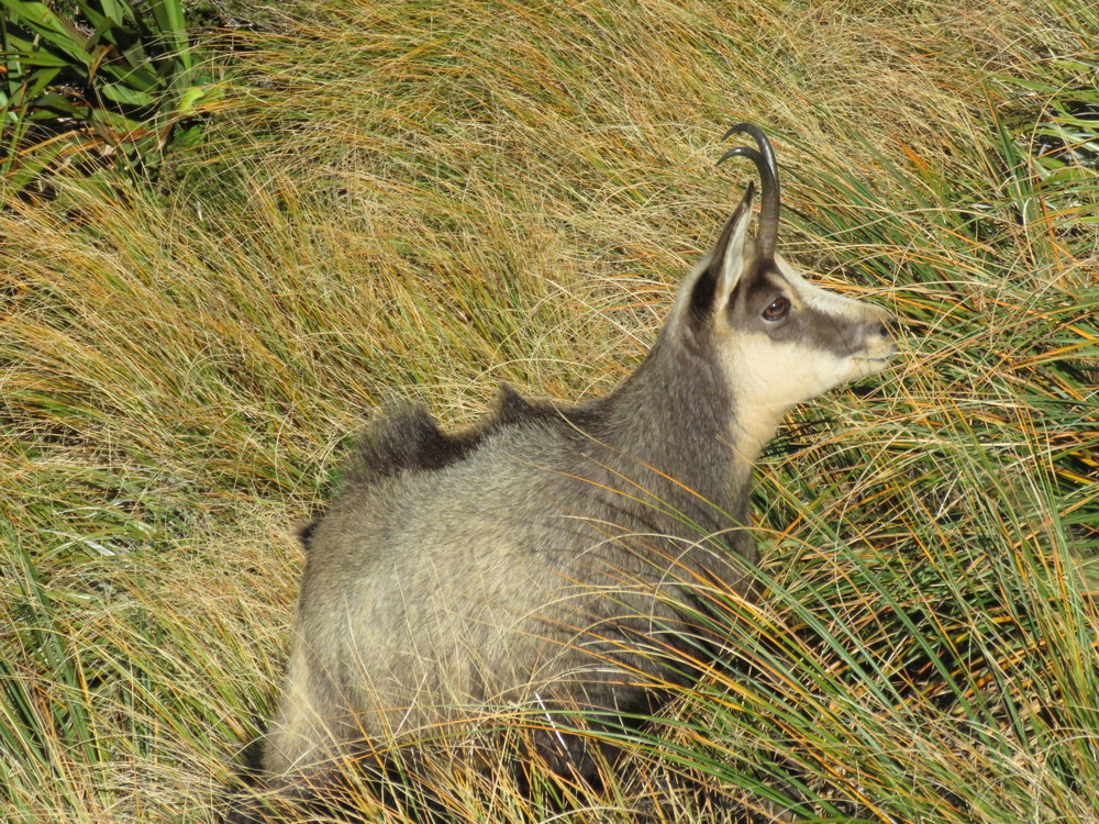 chamois doe dorsal stripe