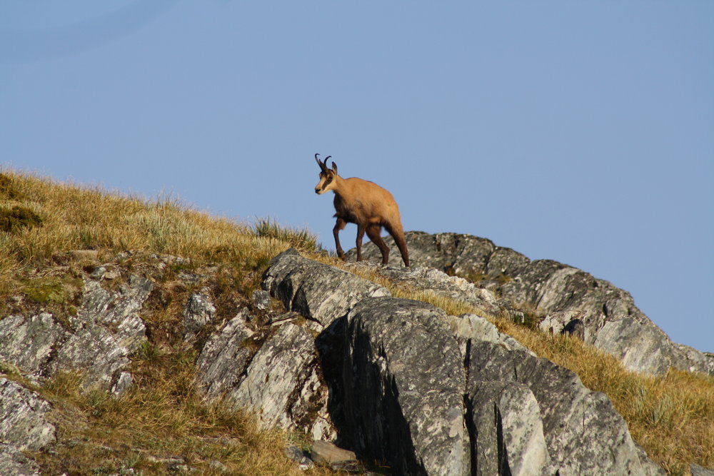 chamois buck ridge walking