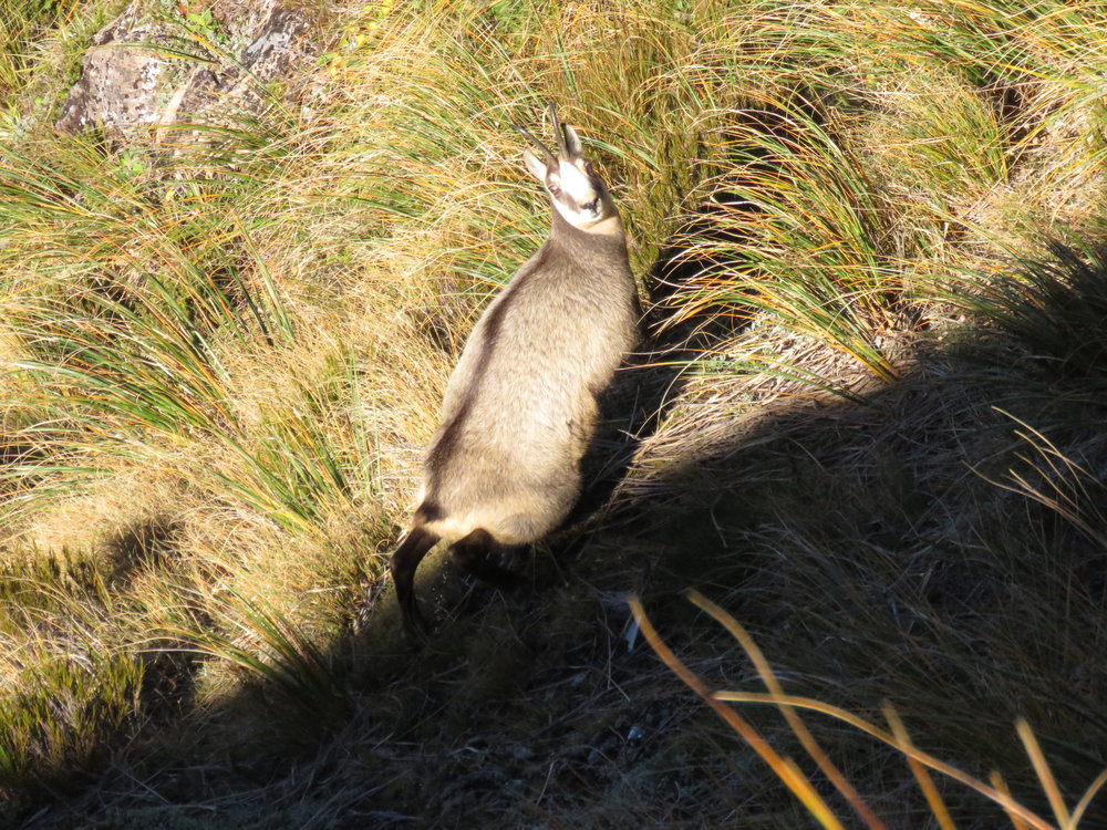 chamois pee