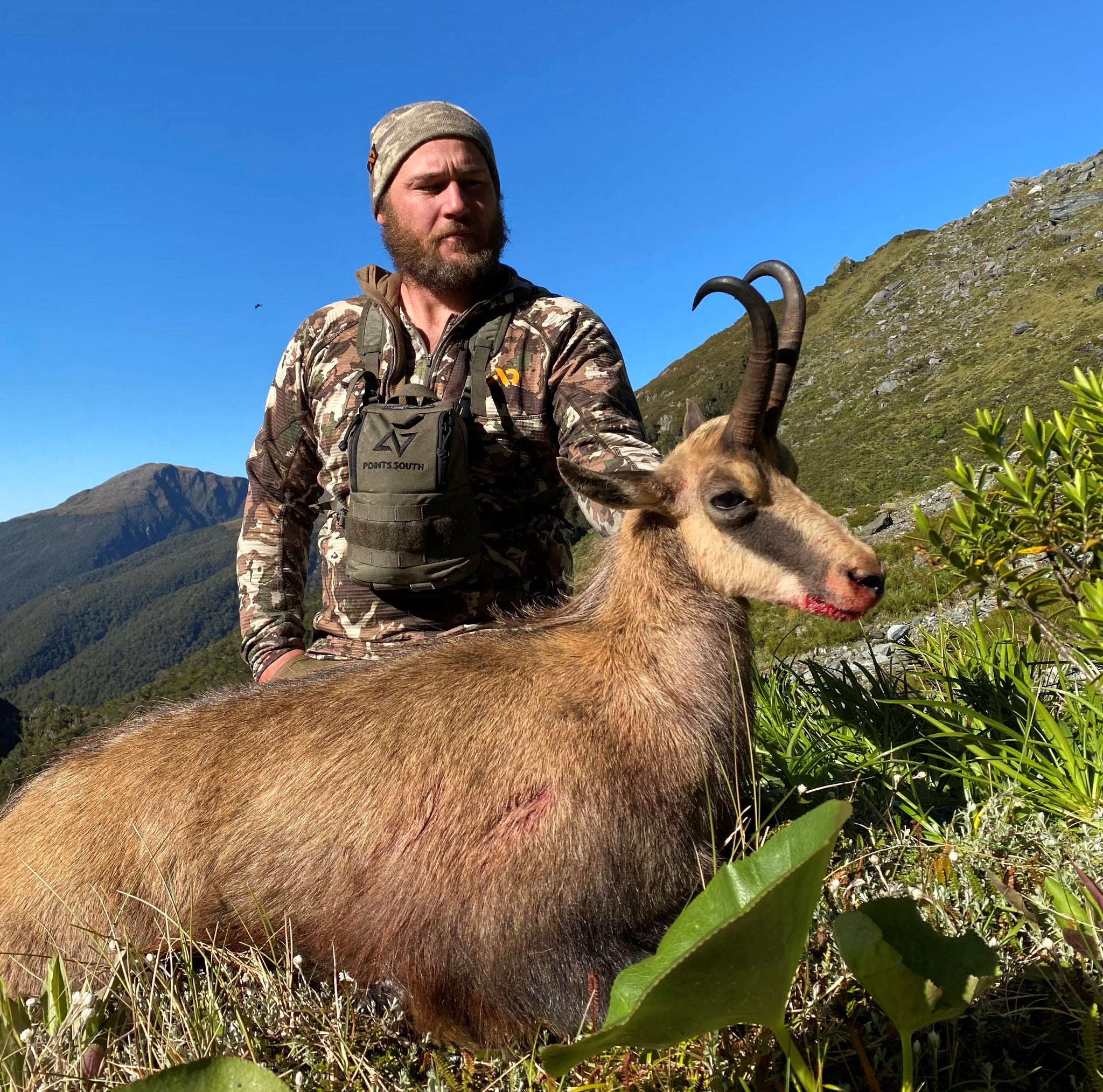 big chamois buck