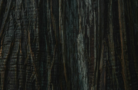 closeup on the trunk of a cedar tree