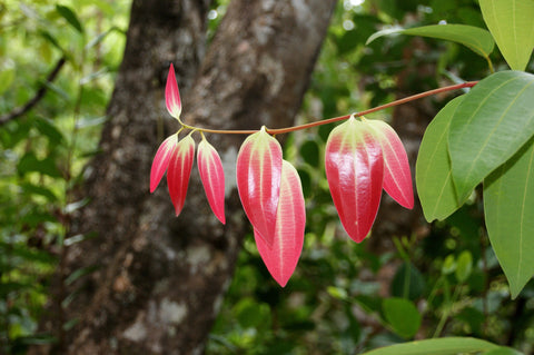 Ceylon cinnamon tree with red leaves growing