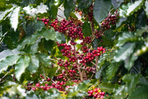 Coffee trees and arabica coffee beans in a plantation in northern Thailand, a large bunch of bright red.