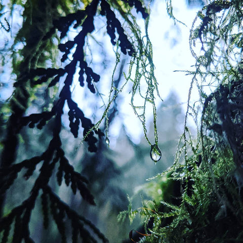 dew falling from tree branch