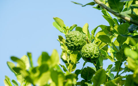 Fresh green bergamot fruit hanging from branch. bergamot tree garden, group of bergamot, macro