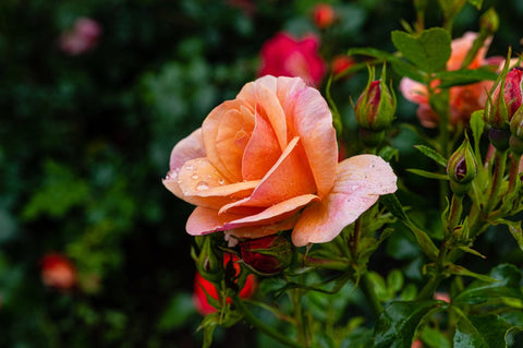 Beautifully flowered orange roses in park greenery with rain drops on flowers.