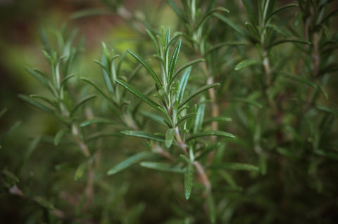 Close up of Rosemary leaves growing. Photo by Babette Landmesser on Unsplash