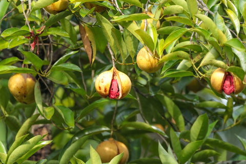 View of Myristica fragrans tree fruit from a farm in Kerala, India. Nutmeg growing