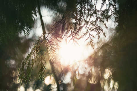 cedar boughs, backlit by the sun