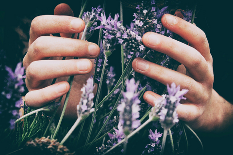 a pair of hands cradling stalks of lavender