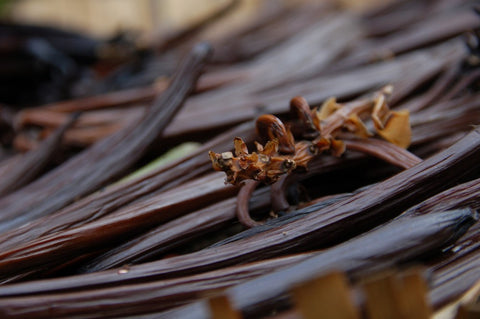 Close up shot of dried vanilla beans