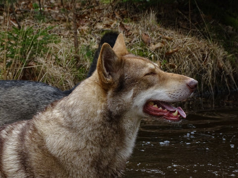 close up of a blonde husky mix by a riverbed
