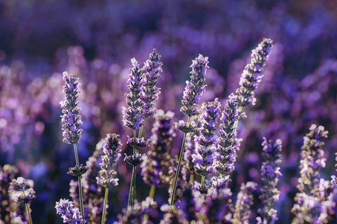 Closeup shot of lavender growing in a field.