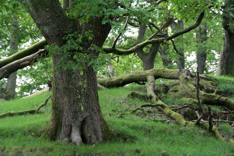 ancient trees in England