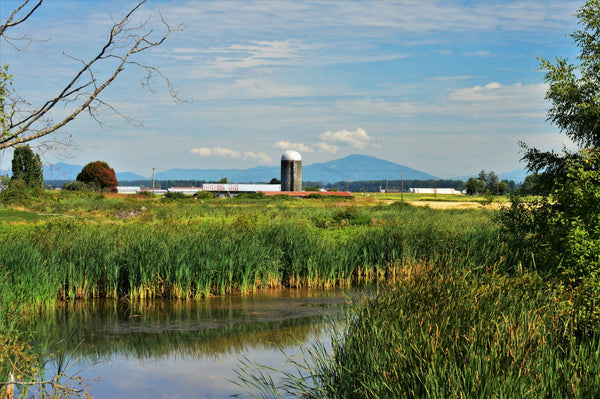 waterway with tall grasses with a town in the background; shot of Skagit Valley.