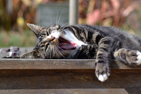 closeup of a black, white, & gray tabby cat lying outside on a table, yawning
