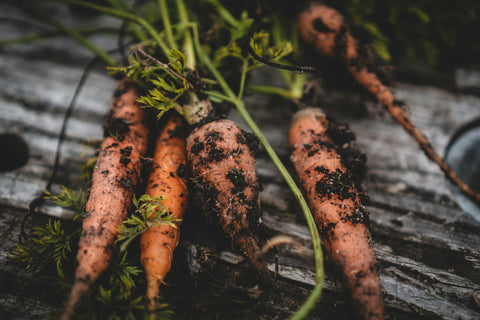 Closeup shot of freshly harvested, soil-caked carrots on a wooden background
