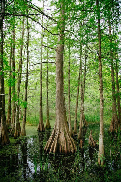 flooded forest in the daytime