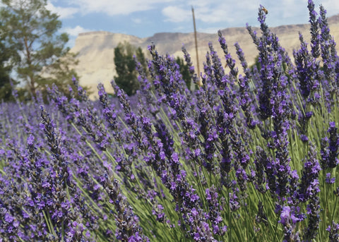 Lavender blooming with honeybee, pines and dry mesas in background
