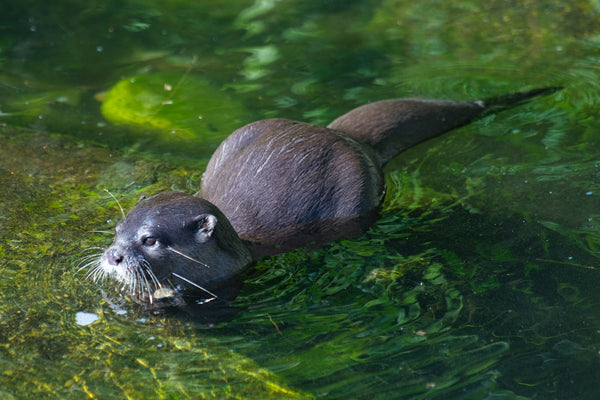 closeup of a small otter swimming in a body of water