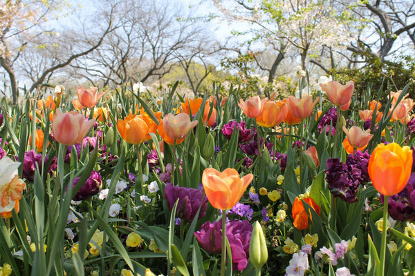 tulips and bunches of spring flowers in bloom with budding trees in the background
