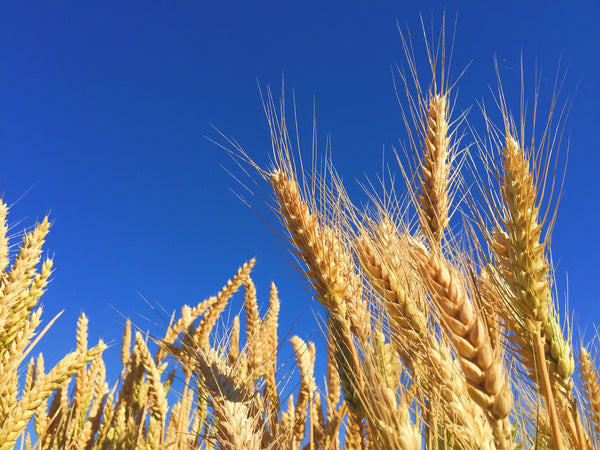 golden wheat grains against a blue sky