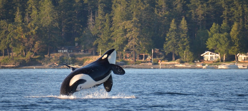 An endangered Southern Resident Killer Whale, an icon of the Pacific Northwest, breaches near Henry Island in Washington State.