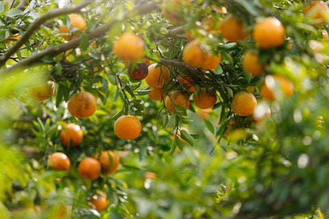 Ripe oranges hanging on branch
