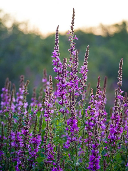 purple loosestrife growing in late daytime sun